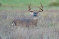 Lip curling by a beautiful huge whitetail buck with chocolate rack side quartered