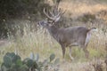 Lip curling demonstrated by whitetail buck