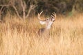 Lip curling by whitetail buck