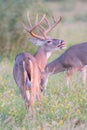 Lip curling by whitetail buck in vertical photograph