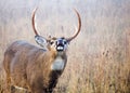 Lip Curling Whitetail Deer Buck