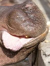 Lip hippo