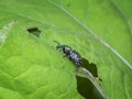 Liparus germanus german weevil close up Royalty Free Stock Photo