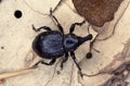 Liparus Germanus or German weevil Royalty Free Stock Photo