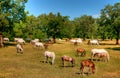 Lipica horse on pasture Royalty Free Stock Photo