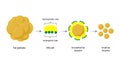 Lipid emulsification, Fat Molecule, Lipid droplets, Lipid Digestion.