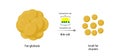 Lipid emulsification, Fat Molecule, Lipid droplets, Lipid Digestion.