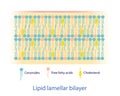 Lipid lamellar bilayer diagram vector on white background. Royalty Free Stock Photo