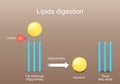 Lipid metabolism from triglyceride to Three fatty acids, and Glycerol. Lipase function