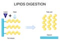 Lipids digestion. Lipolysis Royalty Free Stock Photo