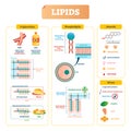 Lipids vector illustration. Triglycerides, waxes and steroids diagram. Royalty Free Stock Photo