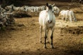 Lipizaner horse in the farm