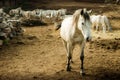 Lipizaner horse in the farm