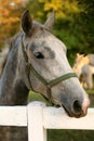 Lipizzan horse Royalty Free Stock Photo