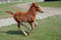 Lipizzan horse foal Royalty Free Stock Photo