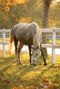 Lipizzan horse grazing Royalty Free Stock Photo