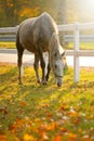 Lipizzan horse grazing Royalty Free Stock Photo