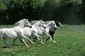 LIPIZZAN HORSE, HERD GALLOPING IN A PADDOCK Royalty Free Stock Photo