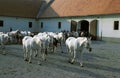 LIPIZZAN HORSE, HERD, LIPICA IN SLOVENIA Royalty Free Stock Photo