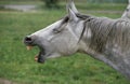 Lipizzan Horse, Portrait of Adult Yawning Royalty Free Stock Photo