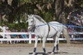 Lipizzan horse in public training