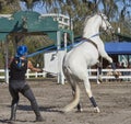 Lipizzan horse in public training