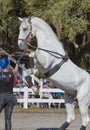 Lipizzan horse in training