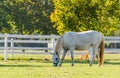 Lipizzan horse Royalty Free Stock Photo