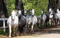 Lipizzan horses Royalty Free Stock Photo