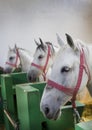 Lipizzan horses Royalty Free Stock Photo