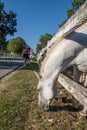 Lipizzan horses of Lipica in Slovenia Royalty Free Stock Photo