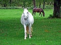 Lipizzan horses in the Lipica Stud Farm or Lipicanci na pasniku kobilarne v Lipici - Sezana, Slovenia Royalty Free Stock Photo