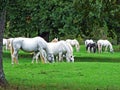 Lipizzan horses in the Lipica Stud Farm or Lipicanci na pasniku kobilarne v Lipici - Sezana, Slovenia Royalty Free Stock Photo