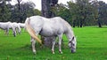 Lipizzan horses in the Lipica Stud Farm or Lipicanci na pasniku kobilarne v Lipici - Sezana, Slovenia Royalty Free Stock Photo