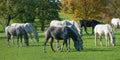 Lipizzan horses on a meadow Royalty Free Stock Photo