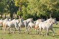 Lipizzan horses Royalty Free Stock Photo