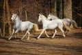 Lipizzan horses running Royalty Free Stock Photo