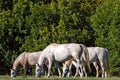 Lipizzan horses, Slovenia Royalty Free Stock Photo