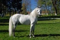 Lipizzan horses Royalty Free Stock Photo