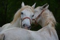 The Lipizzan, or Lipizzaner is a breed of horse originating from Lipica in Slovenia. Royalty Free Stock Photo