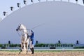 Lipizzan Stallions show Royalty Free Stock Photo