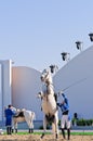 Lipizzan Stallions show Royalty Free Stock Photo
