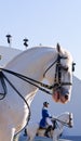 Lipizzan Stallions show Royalty Free Stock Photo