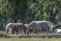 Lipizzaner is a breed of horse originating from Lipica Royalty Free Stock Photo