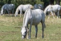Lipizzaner is a breed of horse originating from Lipica Royalty Free Stock Photo
