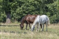 Lipizzaner is a breed of horse originating from Lipica Royalty Free Stock Photo