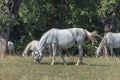 Lipizzaner is a breed of horse originating from Lipica Royalty Free Stock Photo