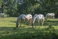 Lipizzaner is a breed of horse originating from Lipica Royalty Free Stock Photo