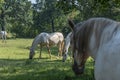 Lipizzaner is a breed of horse originating from Lipica Royalty Free Stock Photo