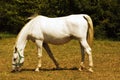 Lipizzaner detail Royalty Free Stock Photo